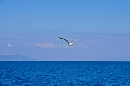 在爱琴海上空飞行的海鸥，背景是希腊群岛