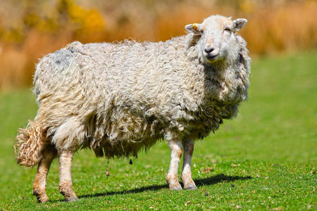 厚外套长毛羊照片