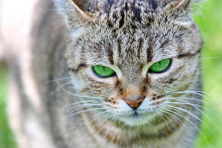 绿眼睛的条纹猫