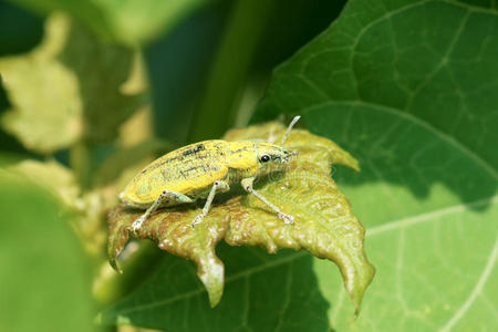 象鼻虫鞘翅目图片