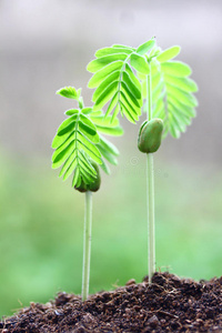 生长植物