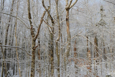 光秃秃的森林树木被冰雪覆盖