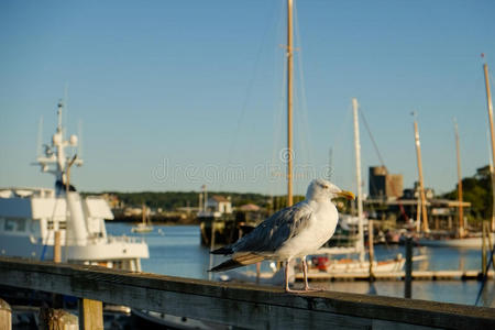 日出时甲板栏杆上的海鸥