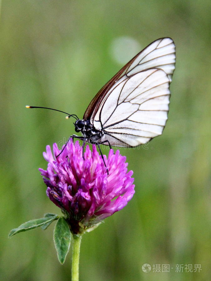白色蝴蝶