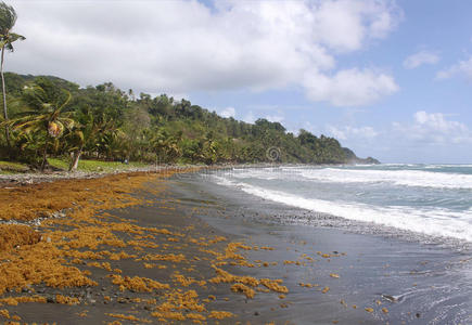 海滩 异国情调 海湾 海岸 场景 美丽的 加勒比 遥远的