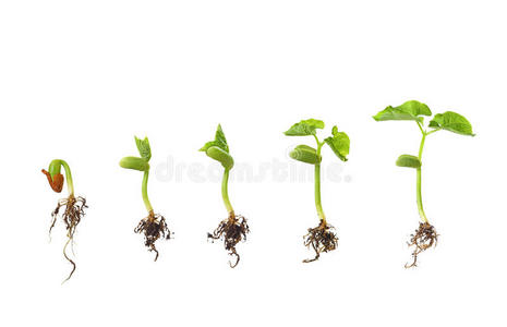 大豆种子发芽分离照片