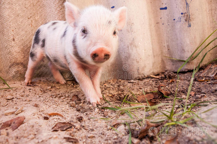 一只可爱的泥泞小猪在户外奔跑的特写镜头