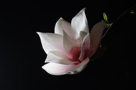 一朵纯白色和纯粉色的玉兰花图片