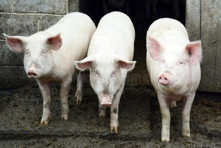 三猪吃三头猪照片