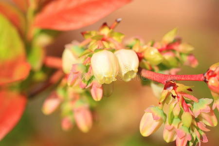 蓝莓花