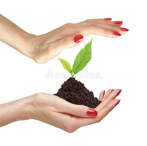 女人的手上拿着白色的绿色植物