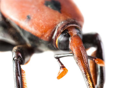 象鼻虫鞘翅目图片