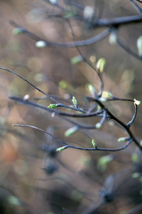 枝繁叶茂的春林图片