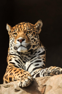 jaguar或panthera onca的特写肖像