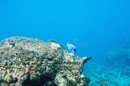 马尔代夫珊瑚礁