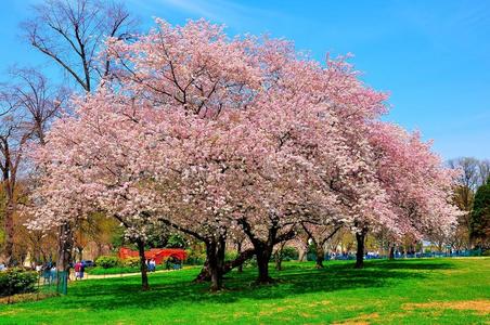 春天的樱花,华盛顿特区,美国照片