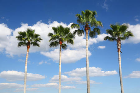 树木生长四棵树一组四棵明亮的秋树在白色的树上四棵秋树叶子颜色变化