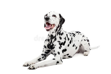 达尔马提亚犬，白色隔离