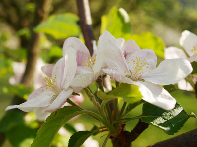 苹果花