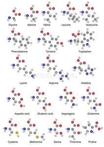 二十种基本氨基酸。插图