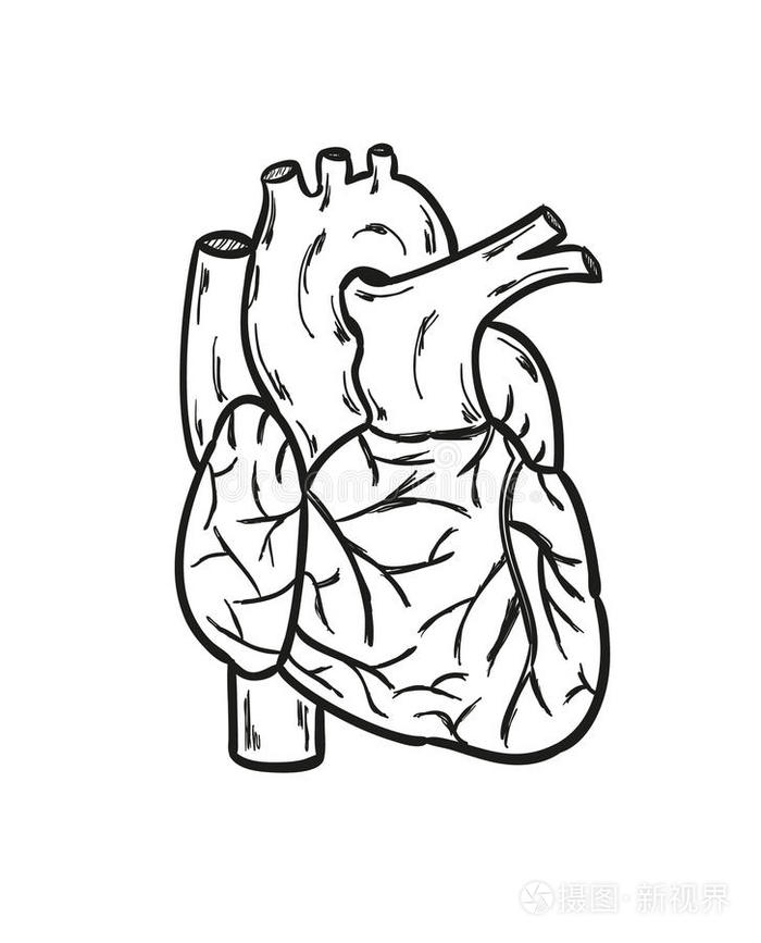 人的心脏插画-正版商用图片1aw6ki-摄图新视界