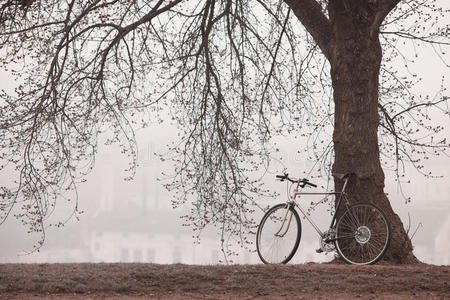 树旁的旧自行车