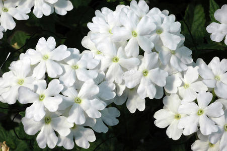 拖尾裙设计白色拖尾马鞭草花照片