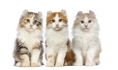 一群小猫照片