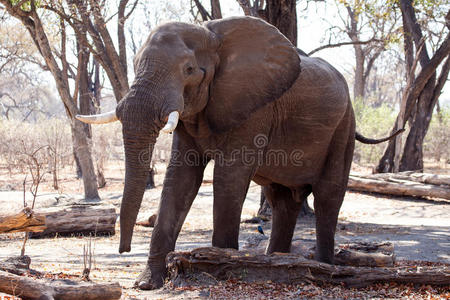 雄性公牛象非洲博茨瓦纳chobe n.p.chobe