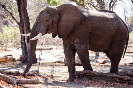 雄性公牛象非洲博茨瓦纳chobe n.p.chobe