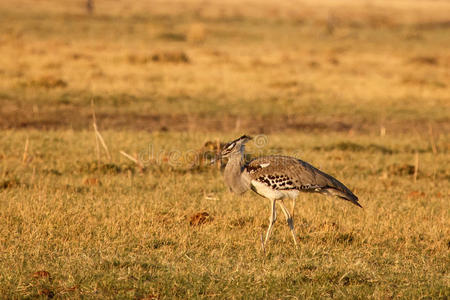 chobe n.p.博茨瓦纳，非洲