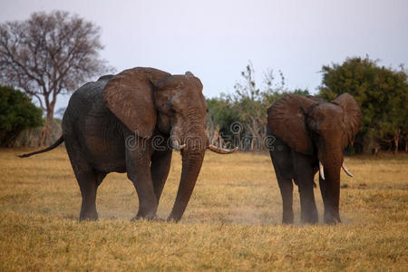 大象非洲博茨瓦纳chobe n.p