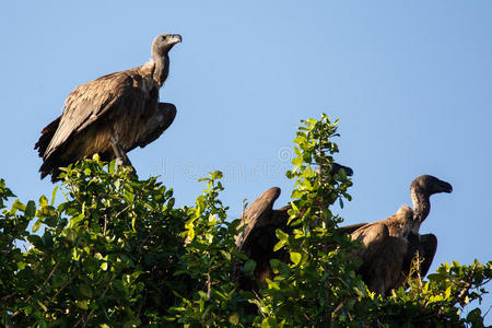 乔贝 国家的 动物 石膏 食腐动物 地区 目的地 公园 秃鹫