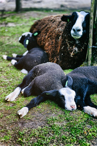 地面 农田 打盹 动物 可爱的 出生 农场 享受 婴儿 乡村