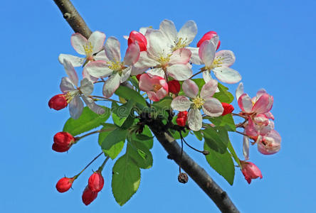春天开花的苹果树照片