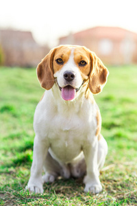 小猎犬特写肖像