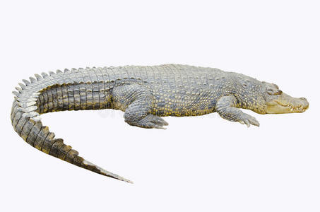 皮肤杀手白底鳄鱼照片