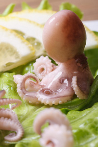 整只小章鱼放在莴苣上特写垂直