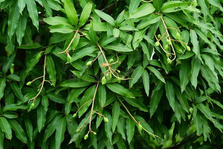 水果 农场 生产 芒果 泰国 行业 亚洲 自然 花园 植物