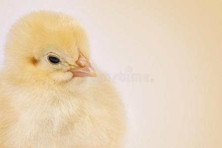 复活节小鸡在清晰的米色背景上图片