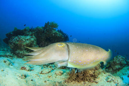 墨鱼图片-墨鱼素材-墨鱼插画-摄图新视界