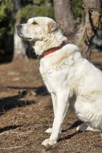 中亚牧羊犬