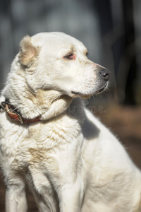 中亚牧羊犬