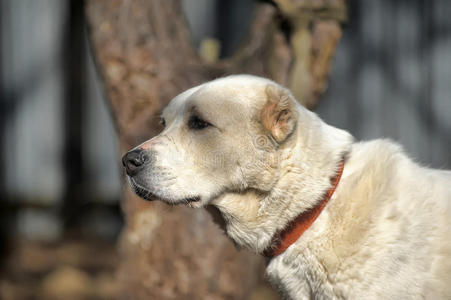 中亚牧羊犬