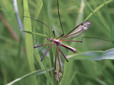 初中长腿胸大图片