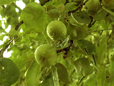 苹果树水果食品