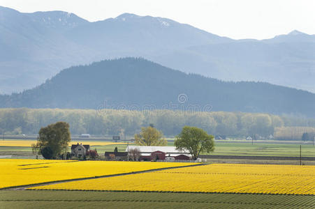 斯卡吉特山谷水仙花田。