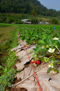 草莓园图片