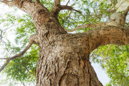 树干直接树枝照片