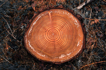 针叶中的蚂蚁图片